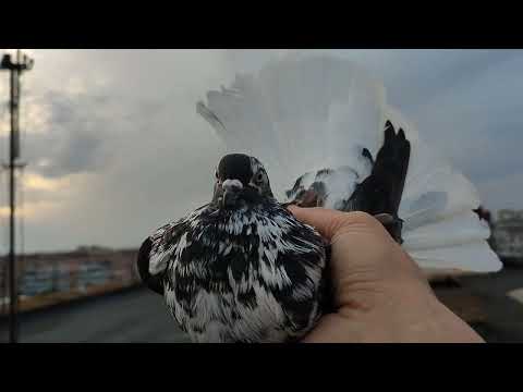 Видео: Супер полёт. Николаевские голуби.