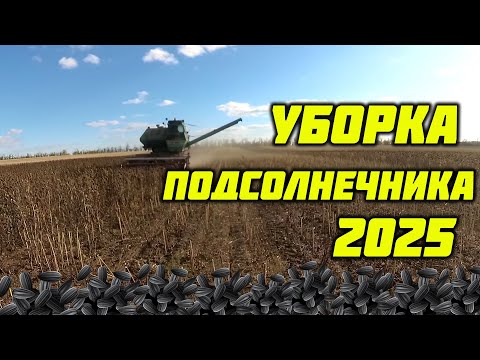 Видео: Уборка подсолнечника 2025!  Где урожай!