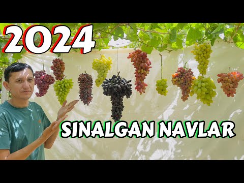 Видео: Синалган узум навлари хакида (обзор) AGRO 07