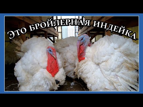 Видео: Не зря работали! / Разница между Биг Премиум, Биг 6 и Хайбрид Конвертер