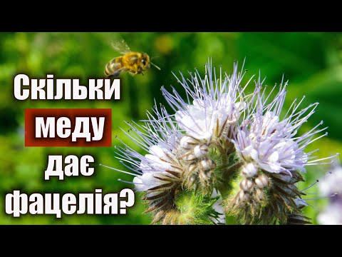 Видео: Фацелія зійшла. Скільки меду дає фацелія?