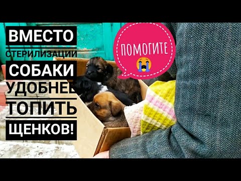 Видео: Щенят хотят утопить😱
