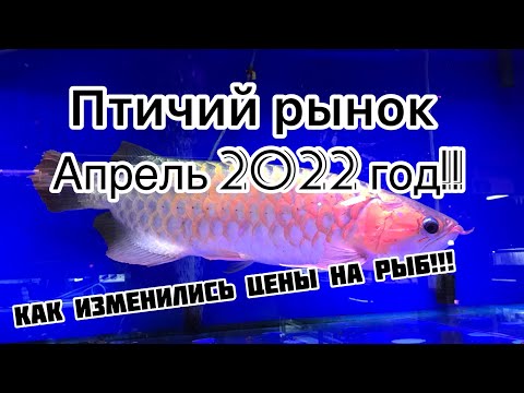 Видео: Птичий рынок!!