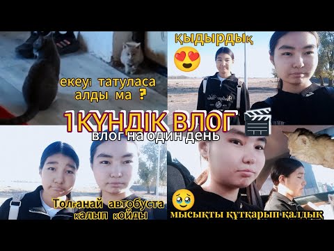 Видео: 1КҮНДІК ВЛОГ 🎬/мысықты құтқарып қалдық 🥹/Толғанай автобуста қалып қойды 🥲/Araika Тіркелуді ✅ ұмытпа 