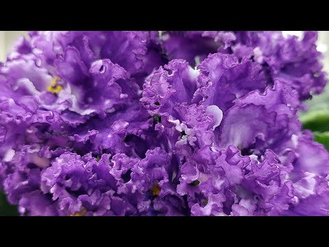 Видео: 09.04.2024./НОВИНКИ/Выставка фиалок(МФ) в Доме фиалок#фиалки#выставка#домфиалки#