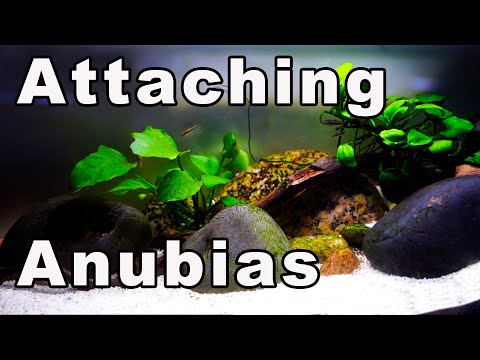 Видео: Как прикрепить анубиас к корягам и камням: 3 простых способа (подойдет и новичкам)! 🌱🌿