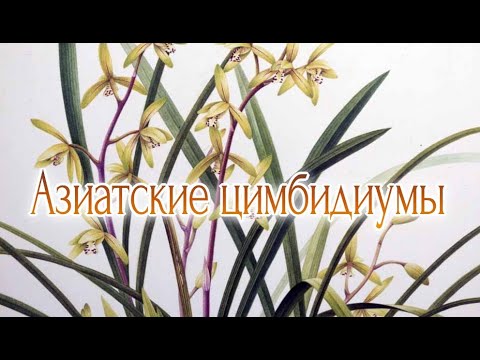 Видео: Азиатские цимбидиумы Пересадка