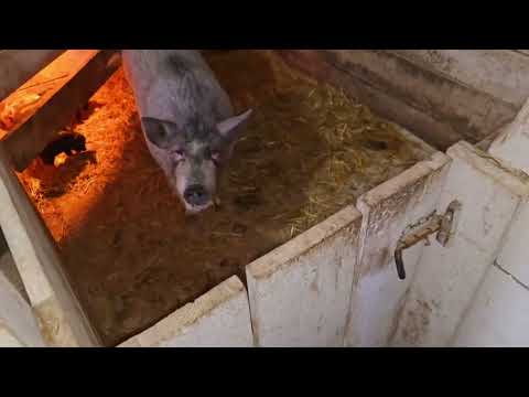 Видео: чуть не сожрала меня пока выгонял ее из сарая😱