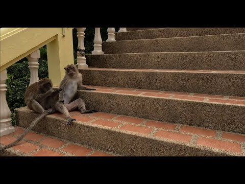 Видео: Тайланд. Обезьяны, пляж и морские гады