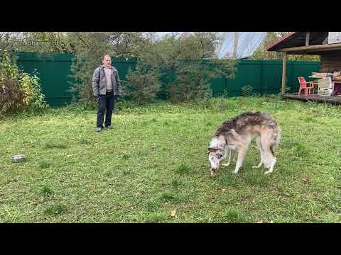 Видео: С чего начинать дрессировку подрощенного щенка?