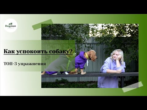 Видео: 3 упражнения "Как успокоить собаку?"