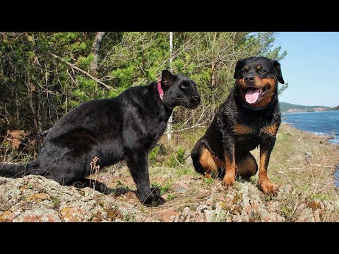 Видео: Пантера Луна и любимый лес 🌳 часть 2