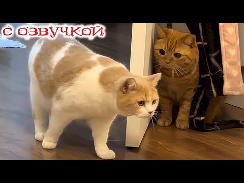 Видео: Приколы с котами! С ОЗВУЧКОЙ! САМЫЕ СМЕШНЫЕ ЖИВОТНЫЕ! Смешные коты и кошки! ТЕСТ НА ПСИХИКУ!