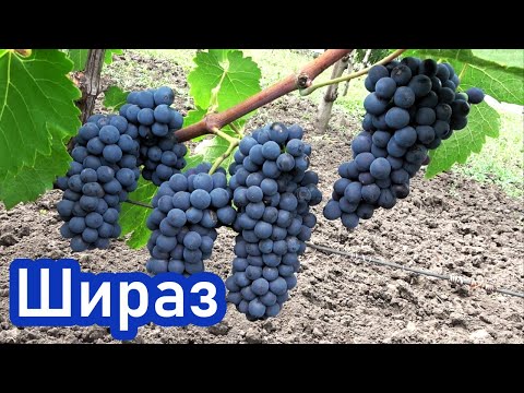 Видео: Уникальный сорт для виноделия - виноград ШИРАЗ (СИРА)