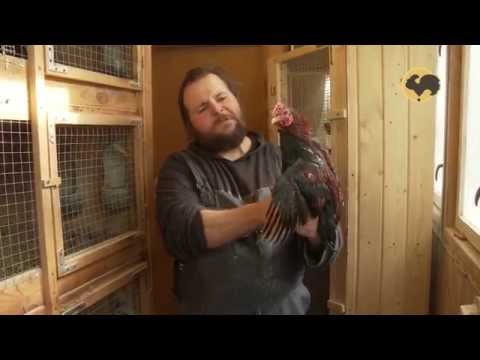 Видео: Племенное хозяйство Валентина Сохорева, Ко Шамо ЖД 140