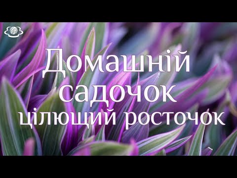 Видео: Домашній садочок цілющий росточок