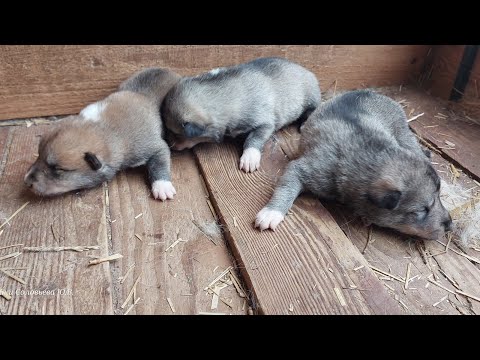 Видео: Три суки от Златы выбирай