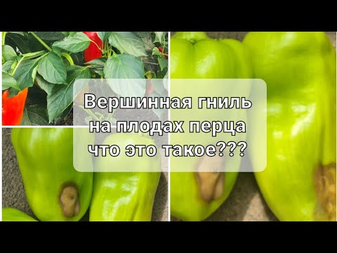 Видео: Вершинная гниль на перцах - что это не болезнь, а неправильный уход. Причина вершинной гнили.