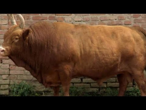 Видео: Калмыцская порода КРС