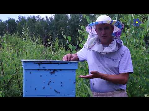 Видео: Пчелы Карника стали злыми
