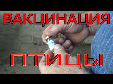 Видео: Вакцинация птицы | Как правильно вакцинировать?