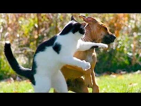 Видео: Я РЖАЛ ДО СЛЕЗ 😹 СМЕШНЫЕ КОШКИ И СОБАКИ | СМЕШНЫЕ ЖИВОТНЫЕ 2023 😹 ЛУЧШИЕ ПРИКОЛЫ #38