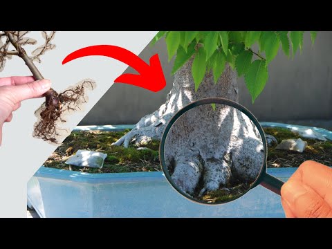 Видео: Идеальный небари, идеальный бонсай: вот как это делается