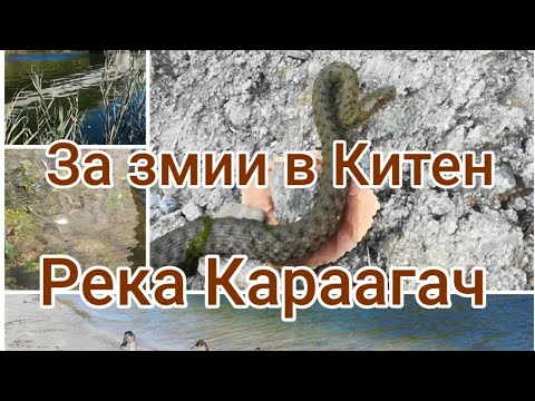 Видео: За змии в Китен, река Караагач. Sneke #заЗмии #рибки #малки #патица #река#Караагач #snakehunting