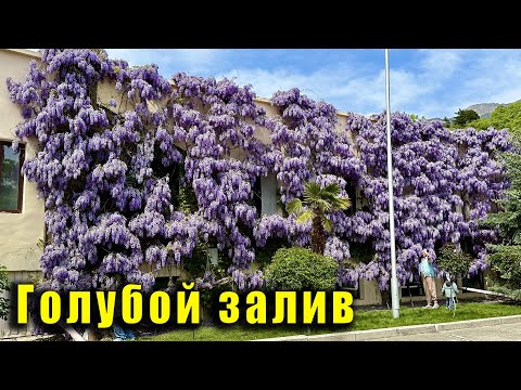 Видео: КРЫМ, посёлок ГОЛУБОЙ ЗАЛИВ и НЕВЕРОЯТНАЯ КРАСОТА в конце этого видео. Глициния