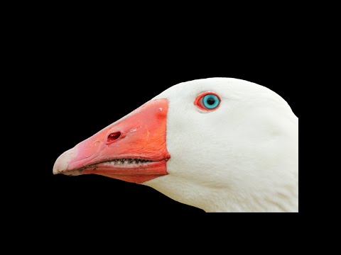 Видео: Побег из уткино/Escape from Duckov