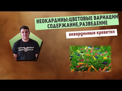Видео: Аквариумные креветки неокардины: цветовые вариации,содержание,размножение