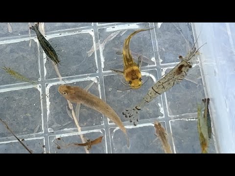 Видео: Моцуго, танаго и креветки с ловушками и сетями для ловли рыбы.