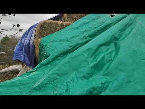 Видео: Сено! Ноябрь 2024 г.