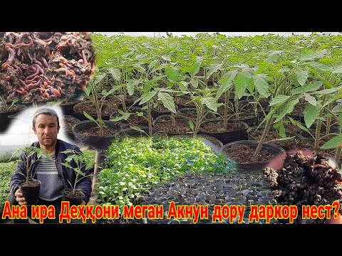 Видео: Акнун дору даркор нест? Деҳқонй бо Биогумус Натиҷаи ғайри оддий Аҳсан января 2022 г.