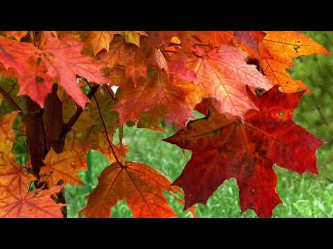Видео: "Осенние листья"