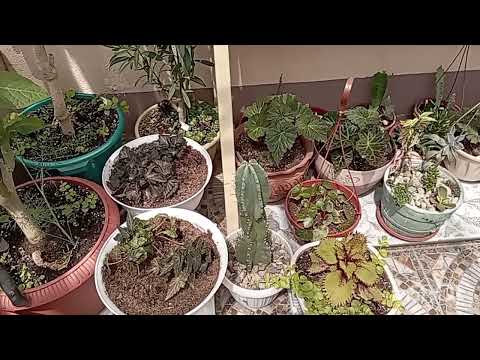 Видео: Расцвели гимнокалициумы, новые приобретения.
