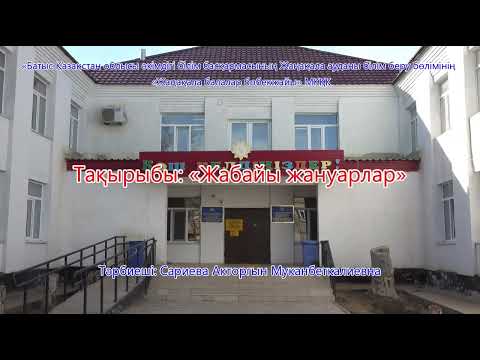 Видео: Тақырыбы: "Жабайы жануарлар"