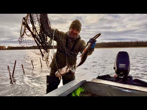 Видео: Ловим на фитиль и сети. Добыл уток. Рыбалка на севере.