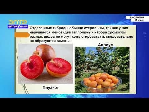 Видео: 10-класс | Биология | Основы селекции. Основные методы селекции. Селекция растений