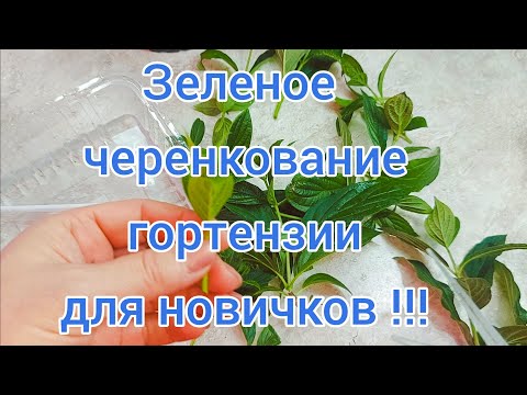 Видео: ЧЕРЕНКОВАНИЕ ГОРТЕНЗИИ  в домашних условиях. Подробно! 100💯 результат👍