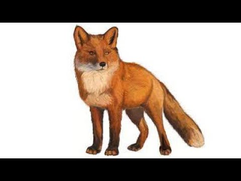 Видео: 13.11.2021 - Фотоохота - Лисица, кабаны - Черниговская область