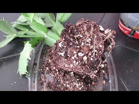 Видео: Как пересадить цветок декабрист и какой грунт нужен, чтобы обильно цвел  #комнатныецветы#ютуб