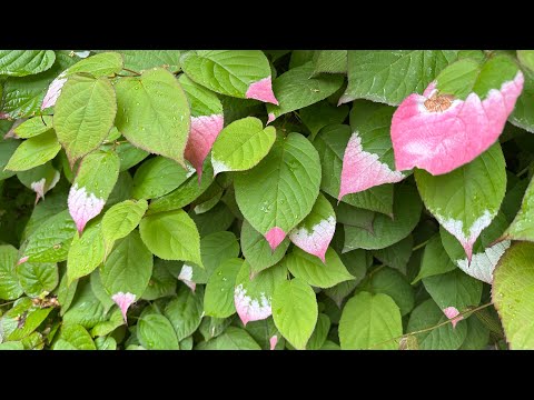 Видео: Прогулка Солнечное-Зеленогорск. 