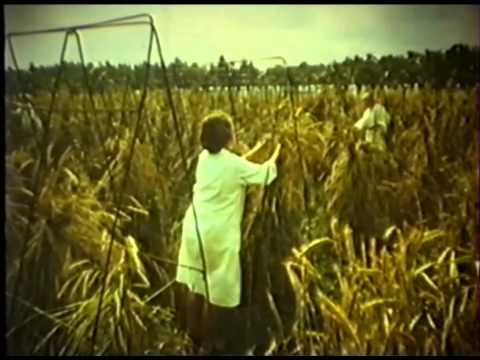 Видео: Генетика и селекция