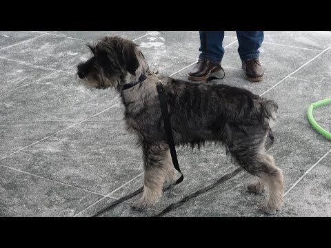 Видео: ДТ - 277. Индивидуальный урок- консультация с миттельшнауцером.