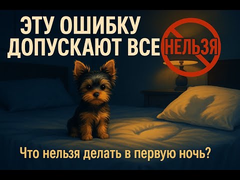 Видео: Первая ночь щенка йорка: как не сойти с ума.  #shortsvideo #йорк #собака #youtube #приколы #shorts
