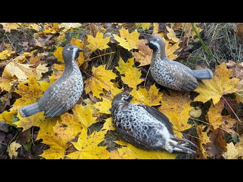 Видео: В осенний лес за рябчиком. 