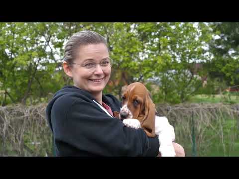 Видео: Best in Show. Серия 2. Интервью с Марией Акиндиновой и Григорием Маневым. Бассет-Хаунд.