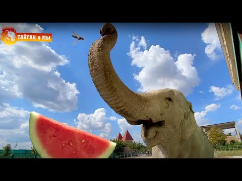 Видео: Как мы со СЛОНОМ ЕЛИ АРБУЗ! Тайган. Elephants life in Taigan.