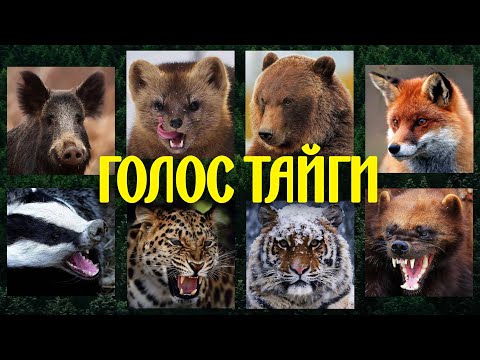 Видео: Так звучит тайга🐻 Голоса диких животных в таежном лесу
